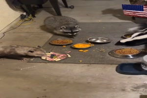 Tiere am Buffet