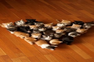 Katzen-Herz