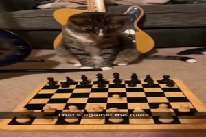 So kann man auch Schach spielen