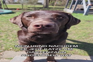 Mein Hund