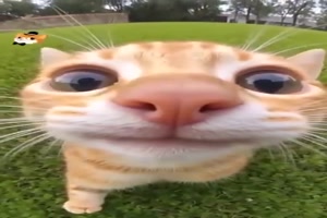Lustige Momente mit Katzen vor der Kamera