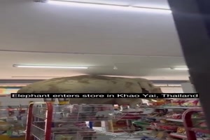 Elefant beim Einkaufen