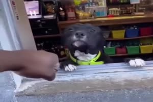 High five fr den Hund