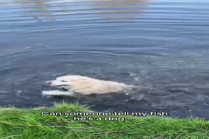 Eher Fisch als Hund