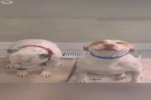 Schuldige Hunde