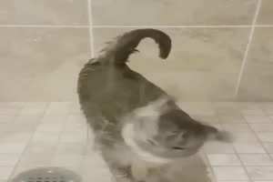 Diese Katze mag Wasser