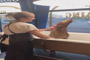 Ein echter Genieer