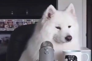 Der Hund ist klasse