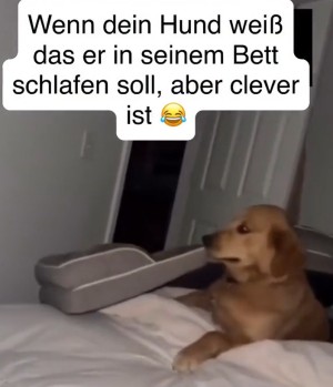 Cleverer Hund