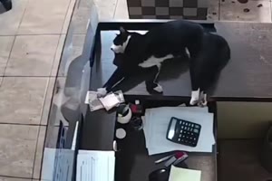 Katze schiebt das Geld ein