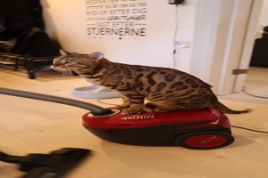 Katze auf ihrem Thron