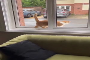 Katze kommt rckwrts rein