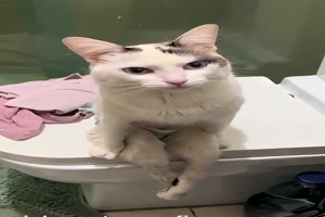 Lustige Katzen
