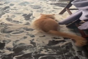 Katze hat Sauerei gemacht