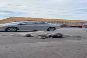 Tiefenentspannte Katze