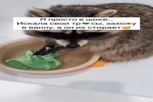 Waschbr wscht