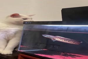 Das traut sich die Katze nicht mehr