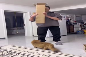 Katzen und Kartons