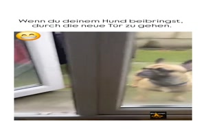 Neue T�re f�r den Hund