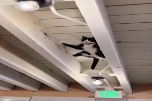 Akrobatische Katzen