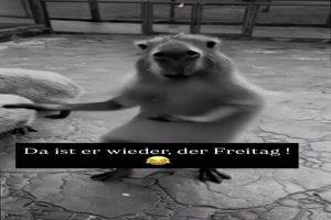 Da ist er der Freitag