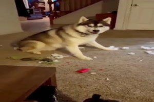 Tiere machen Unfug
