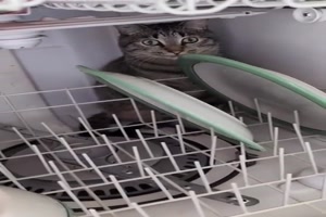 Wieso geht die Splmaschine nicht zu?