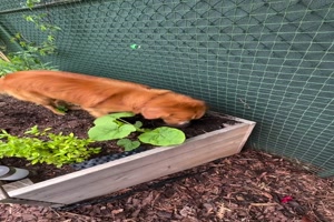 Hund versteckt was im Hochbeet