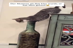 Typisch Katze
