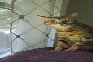 Katze sieht zum ersten mal einen Bren