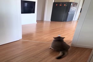 Katze und ihr Spielzeug