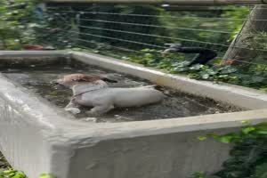 Ab ins khlende Wasserbecken