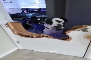 Hunde richten Schaden an