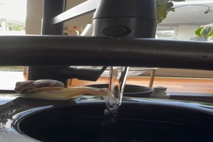 Lustige Schnecke
