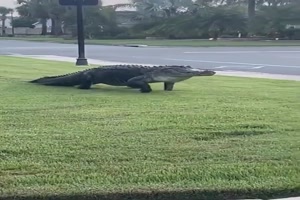 Krokodil zu Besuch