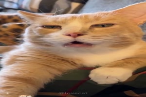 Crazy Cats