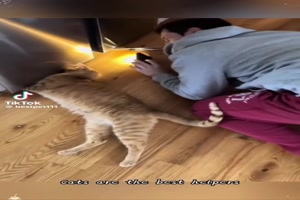 Katzen sind hilfsbereit