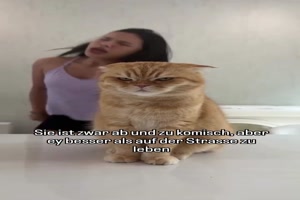 Das Gesicht der Katze spricht Bnde