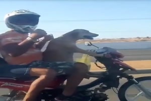 Hund ist der Fahrer