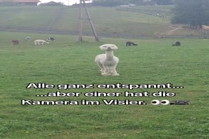 Big Boss is watching you