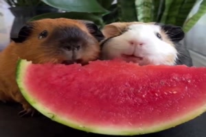 Meerschweinchen mgen Melone