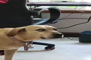 Der Blick des Hundes ist genial