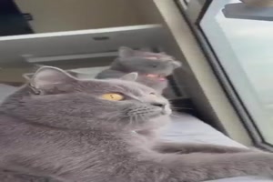 Spa mit Katzen und Hunden