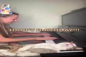 Katze zu feste gefeiert