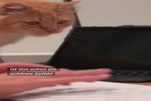 Der Polizeikater