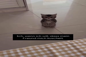 Ktzchen will kuscheln