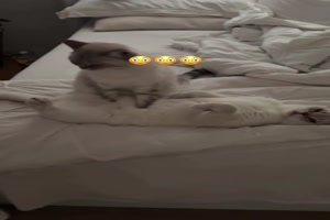 Katzen-Massage