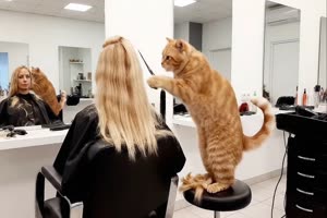 Katzen-Friseur