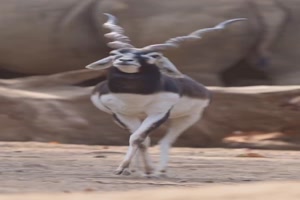 Sieht ziemlich hochn�sig aus