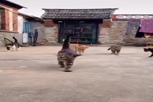 Gangsta Katzen